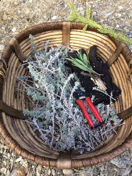 Basket of Artemisia_resized.jpg