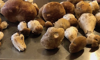 bolete mushrooms.jpg