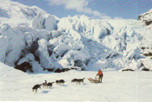 Mushing a dog team on the glacier