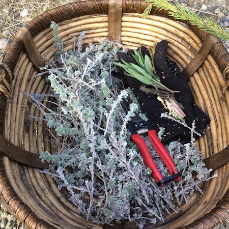 Basket of Artemisia
