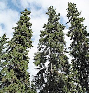 white spruce tree.jpg